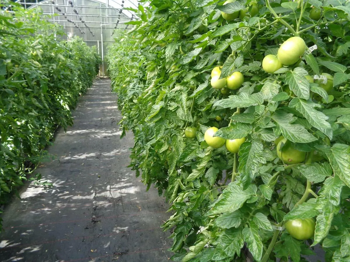 Agroturismo Araize Mungia